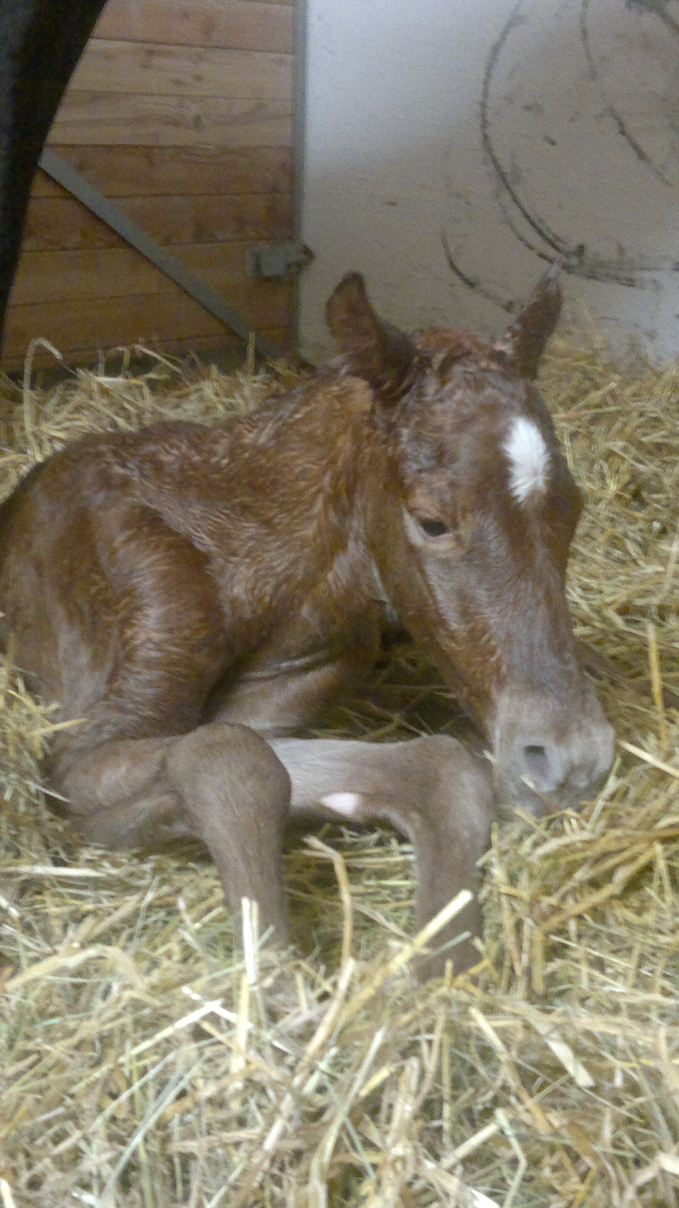 El Pobre San Peppy x Docs Gun