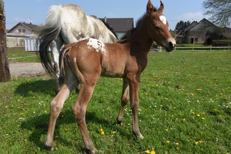 Docs Gun x Scarlett o Plaudit