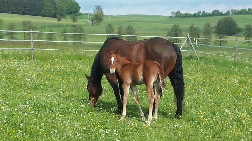 Baby von Boon Bars Tessi