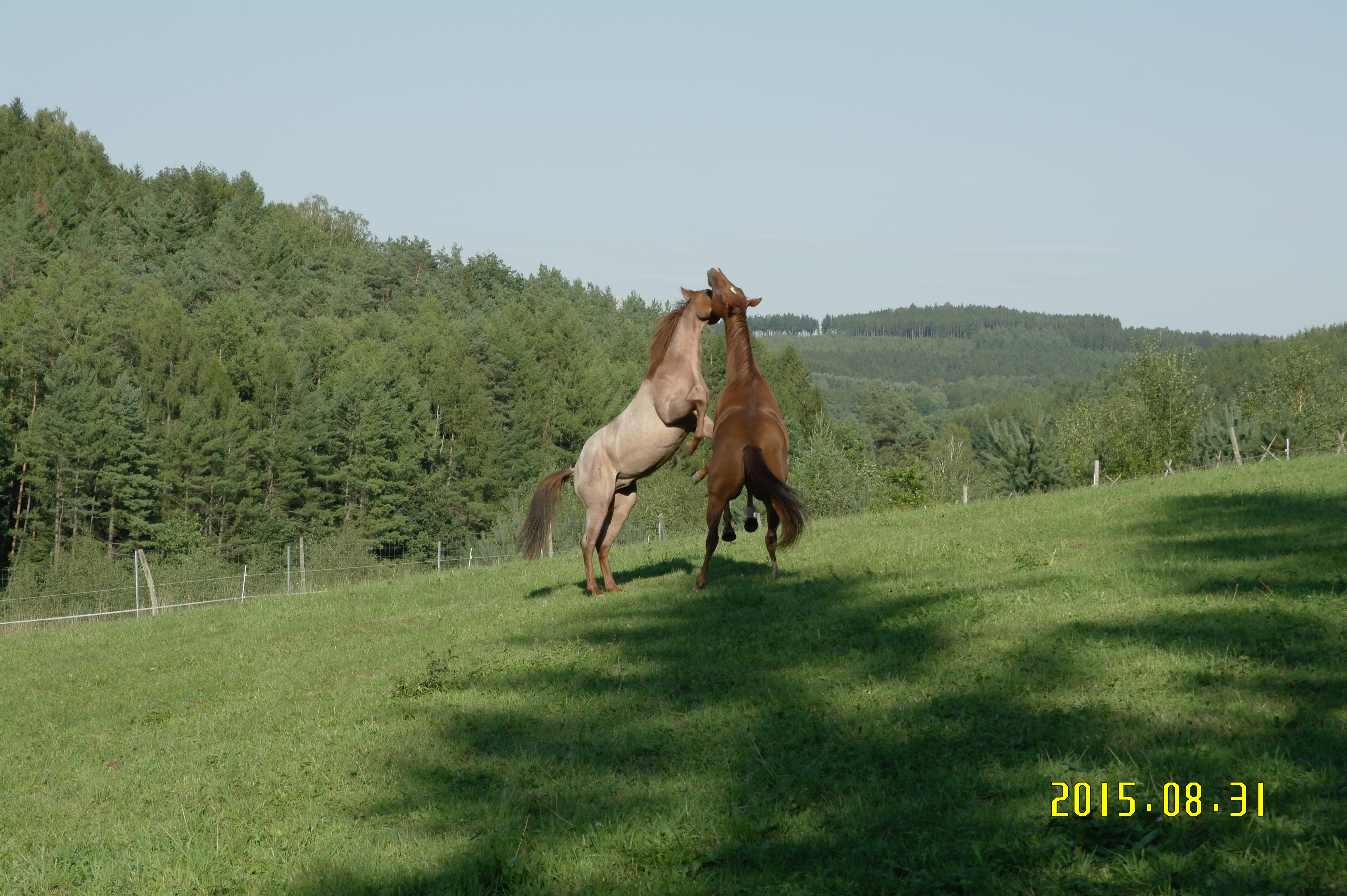 Olenas Freckle Cat & Peppys Born to Play