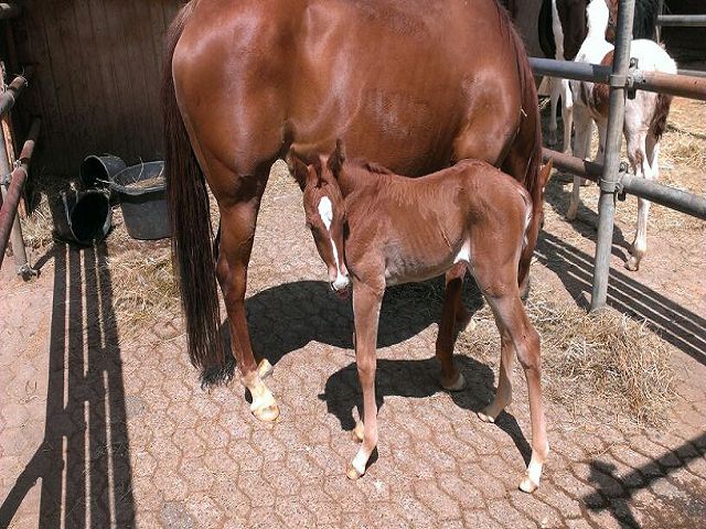                 Filly aus der Hot Aristocrat
