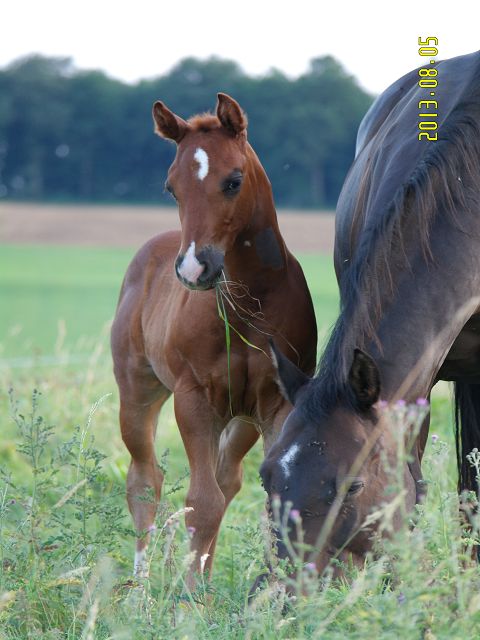 Peppys Born To Play