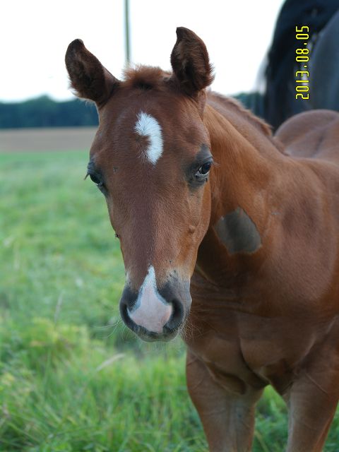 Peppys Born To Play